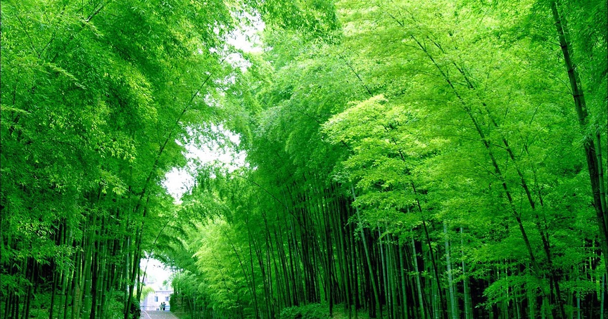 Bamboo Wallpapers Collections | Most beautiful places in the world